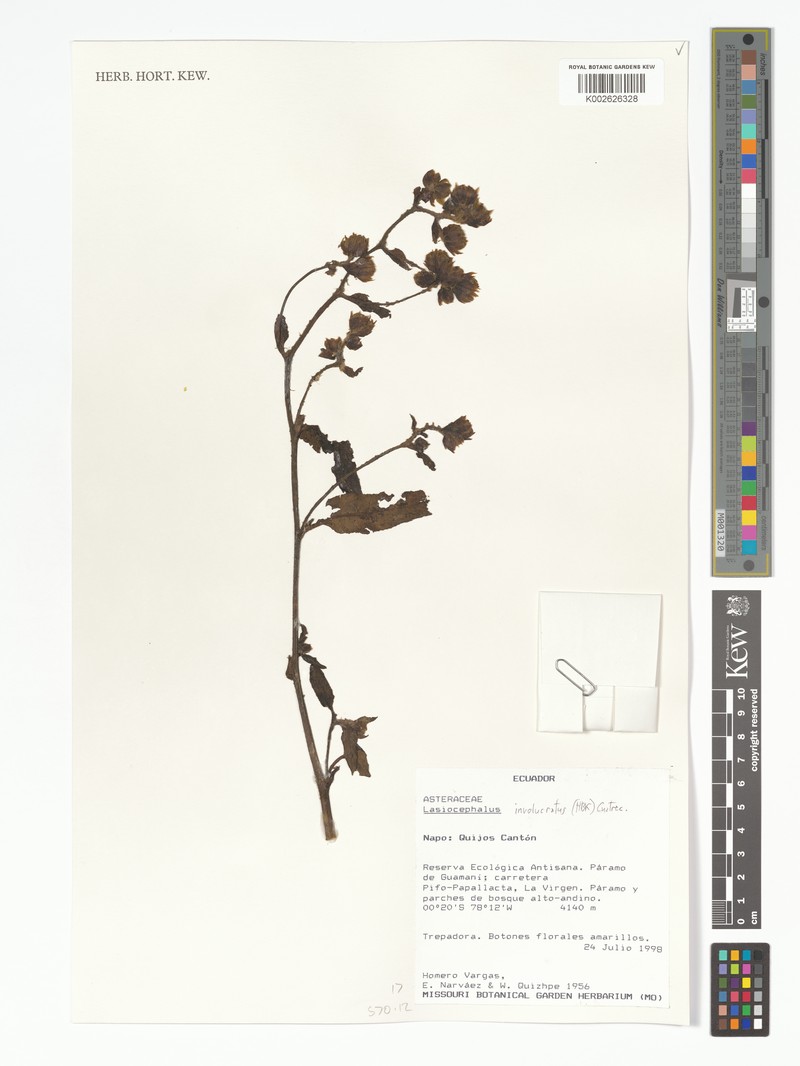 Aetheolaena subinvolucrata