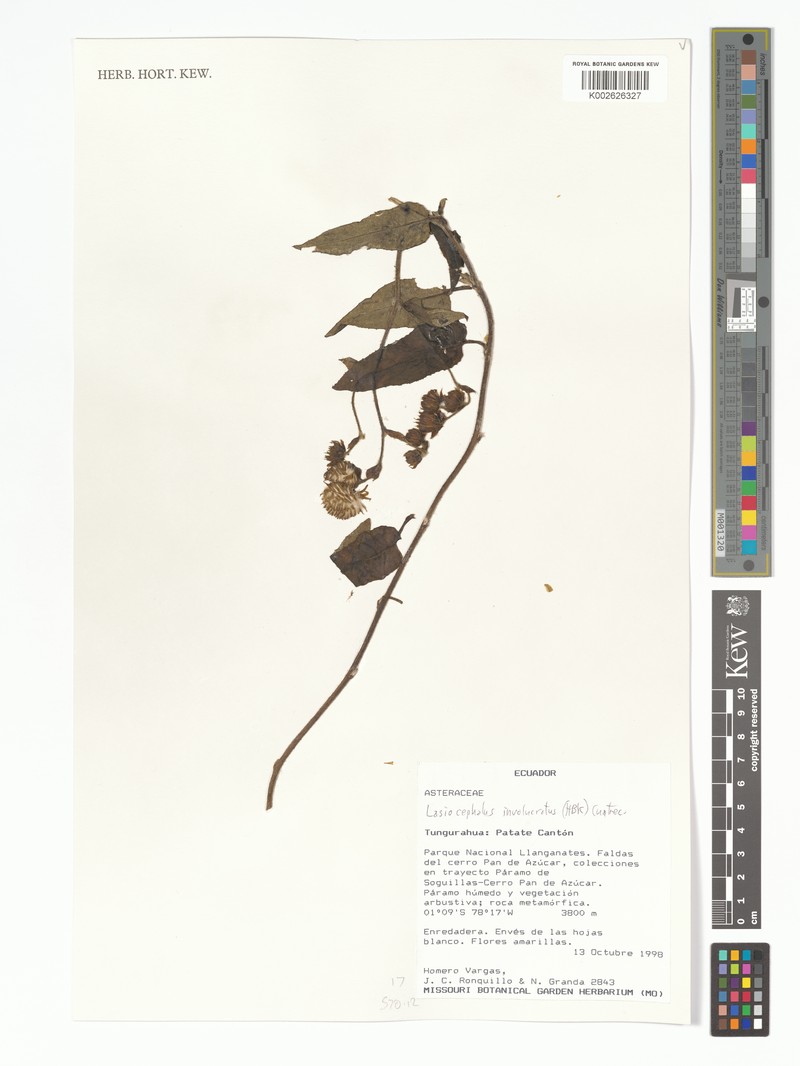 Aetheolaena subinvolucrata photo 2