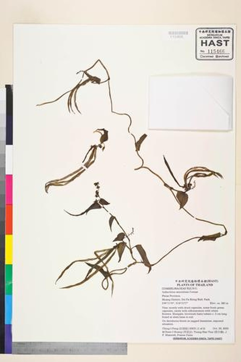Aetheolirion stenolobium