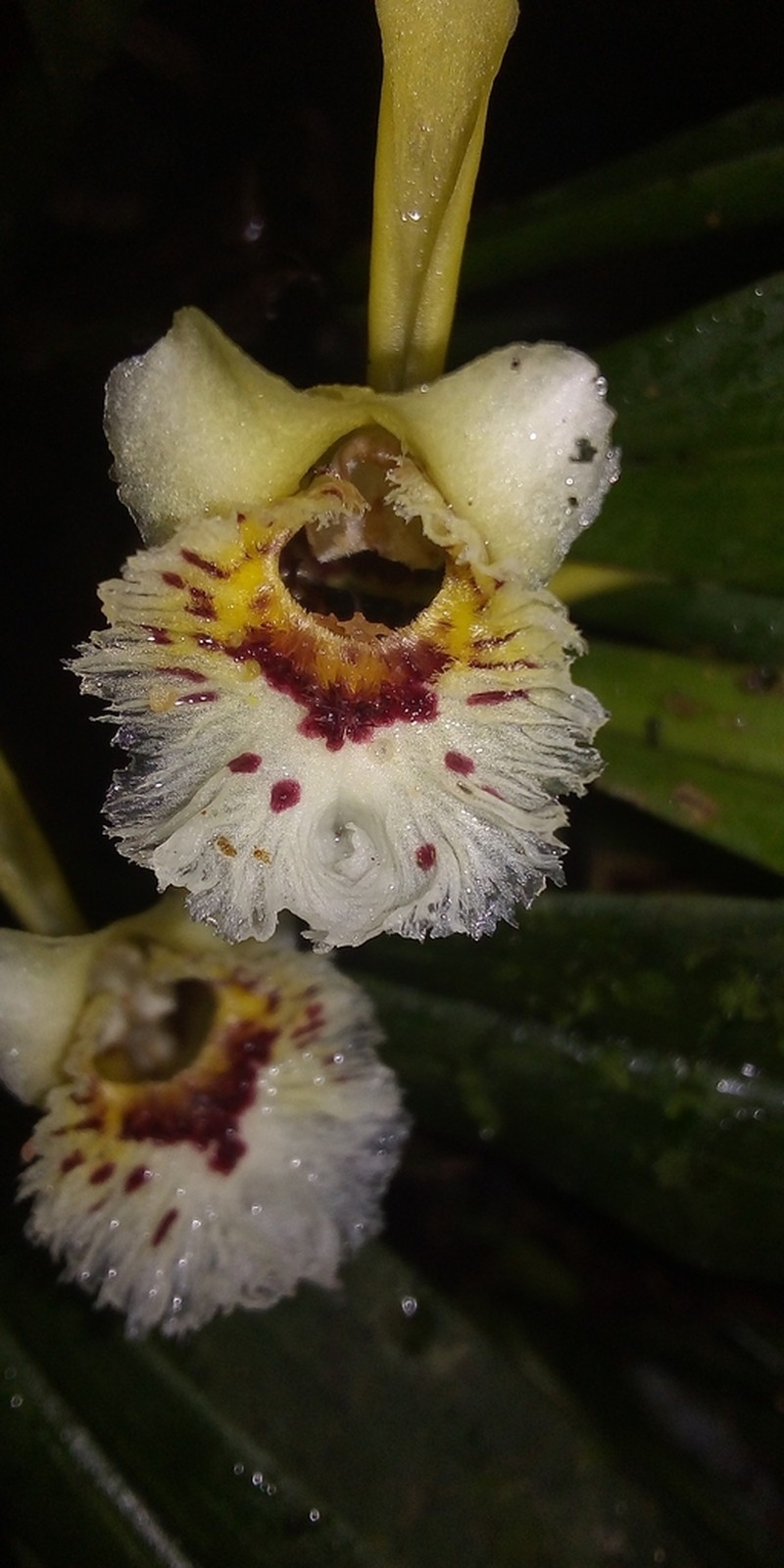 Aetheorhyncha andreettae