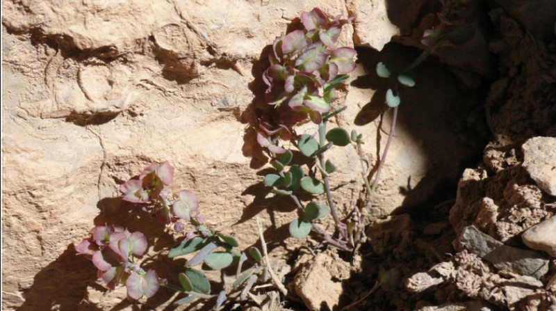 Aethionema alpinum