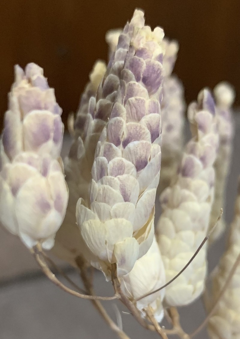 Aethionema arabicum