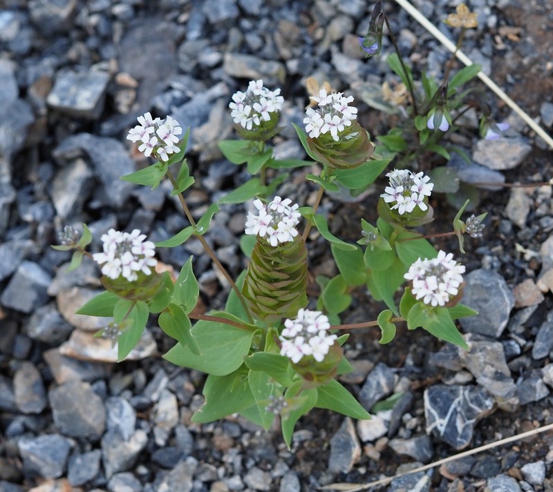 Aethionema arabicum photo 2