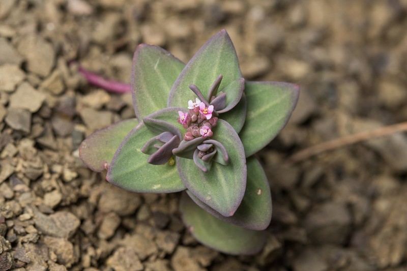 Aethionema arabicum photo 3