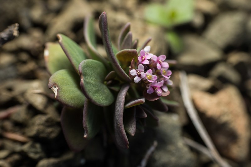 Aethionema arabicum photo 4