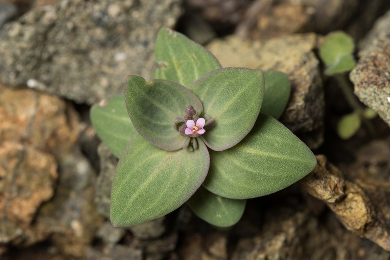 Aethionema arabicum photo 5