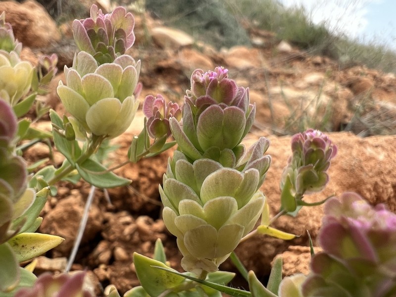 Aethionema arabicum photo 6