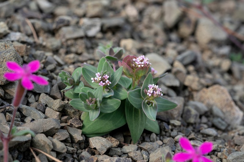 Aethionema arabicum photo 8