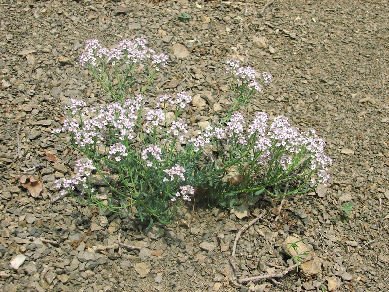 Aethionema armenum photo 2