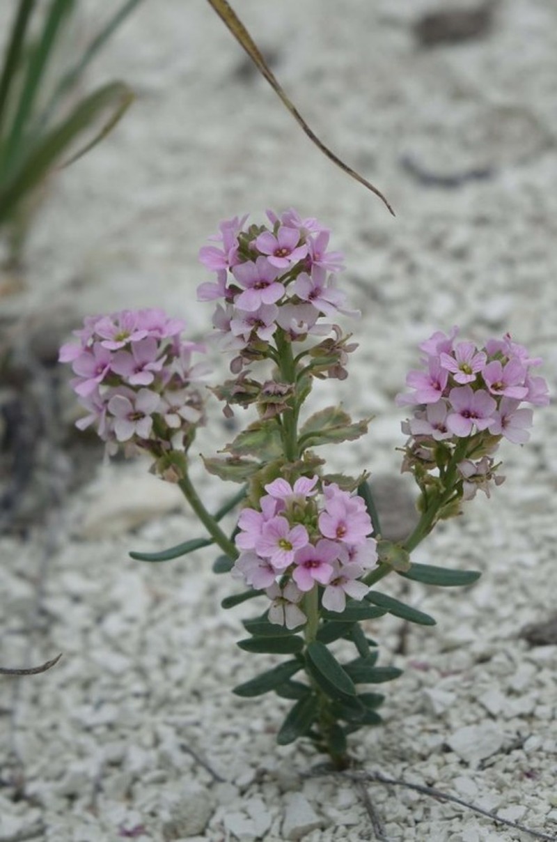 Aethionema aytachii