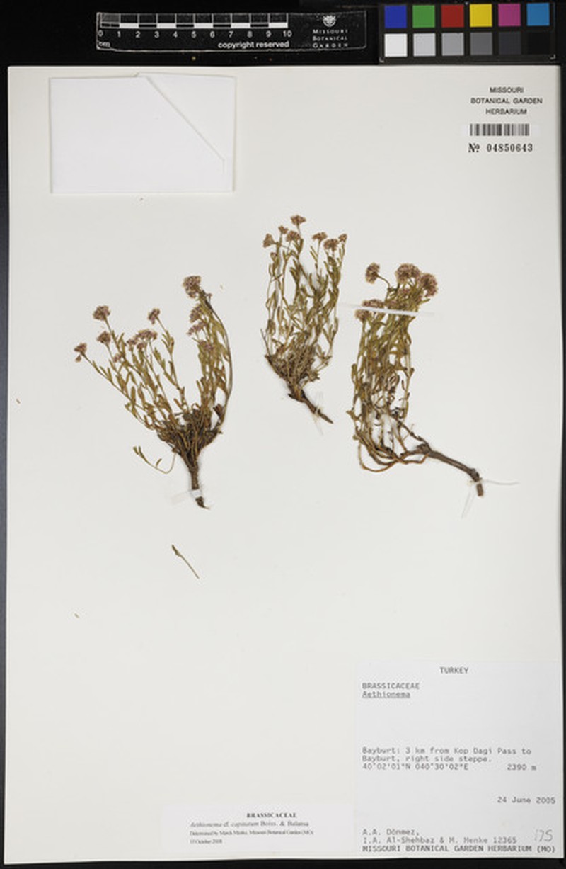 Aethionema capitatum