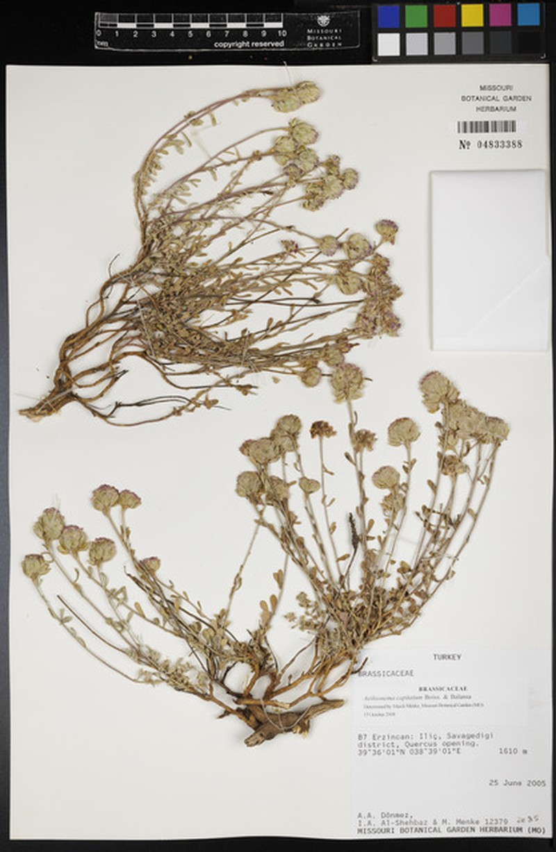 Aethionema capitatum photo 2