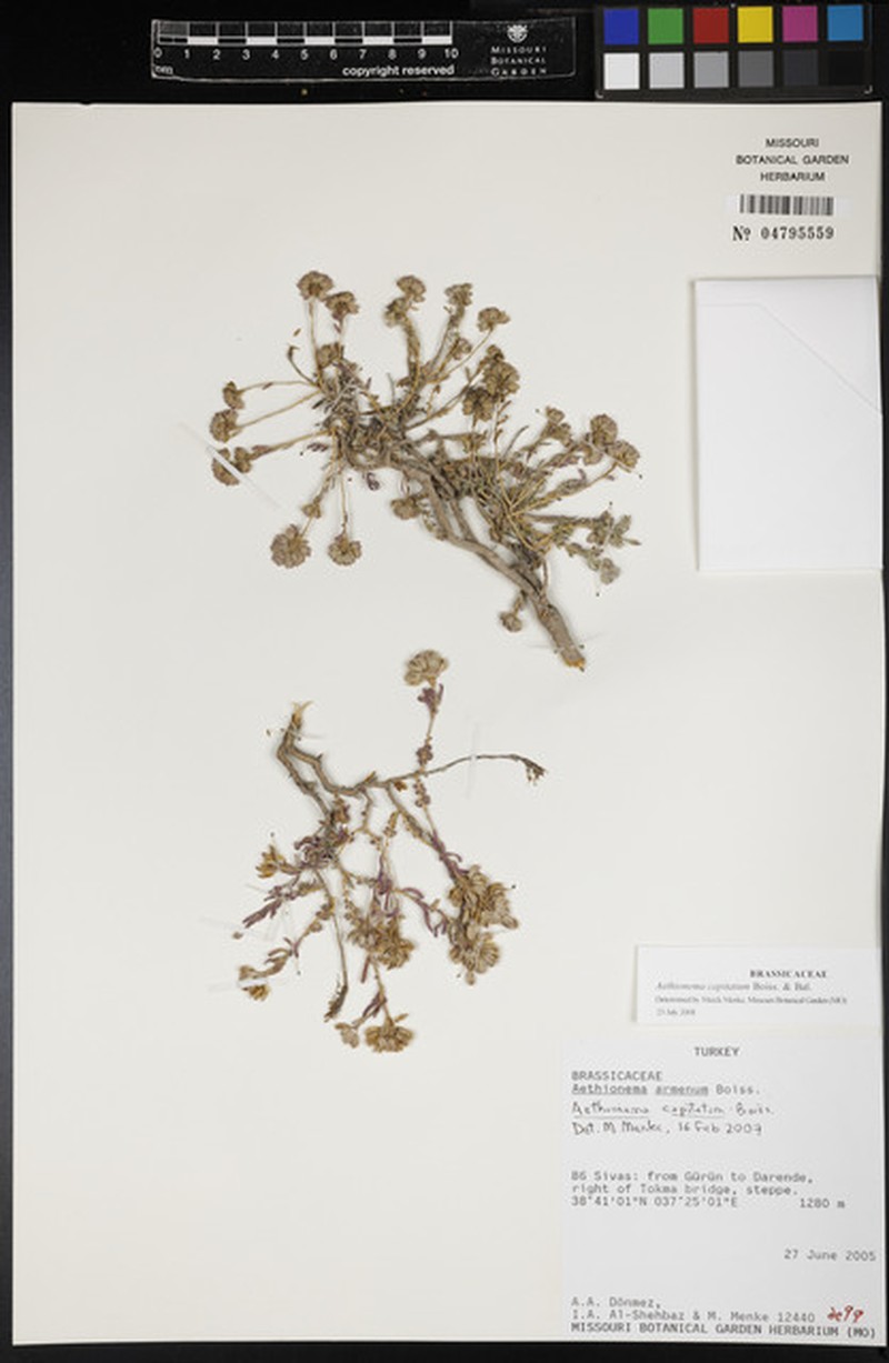 Aethionema capitatum photo 3