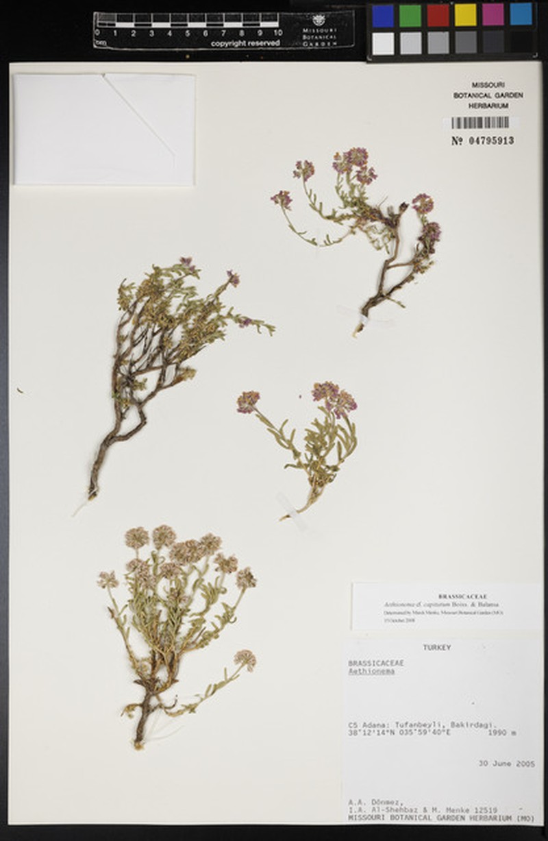 Aethionema capitatum photo 4