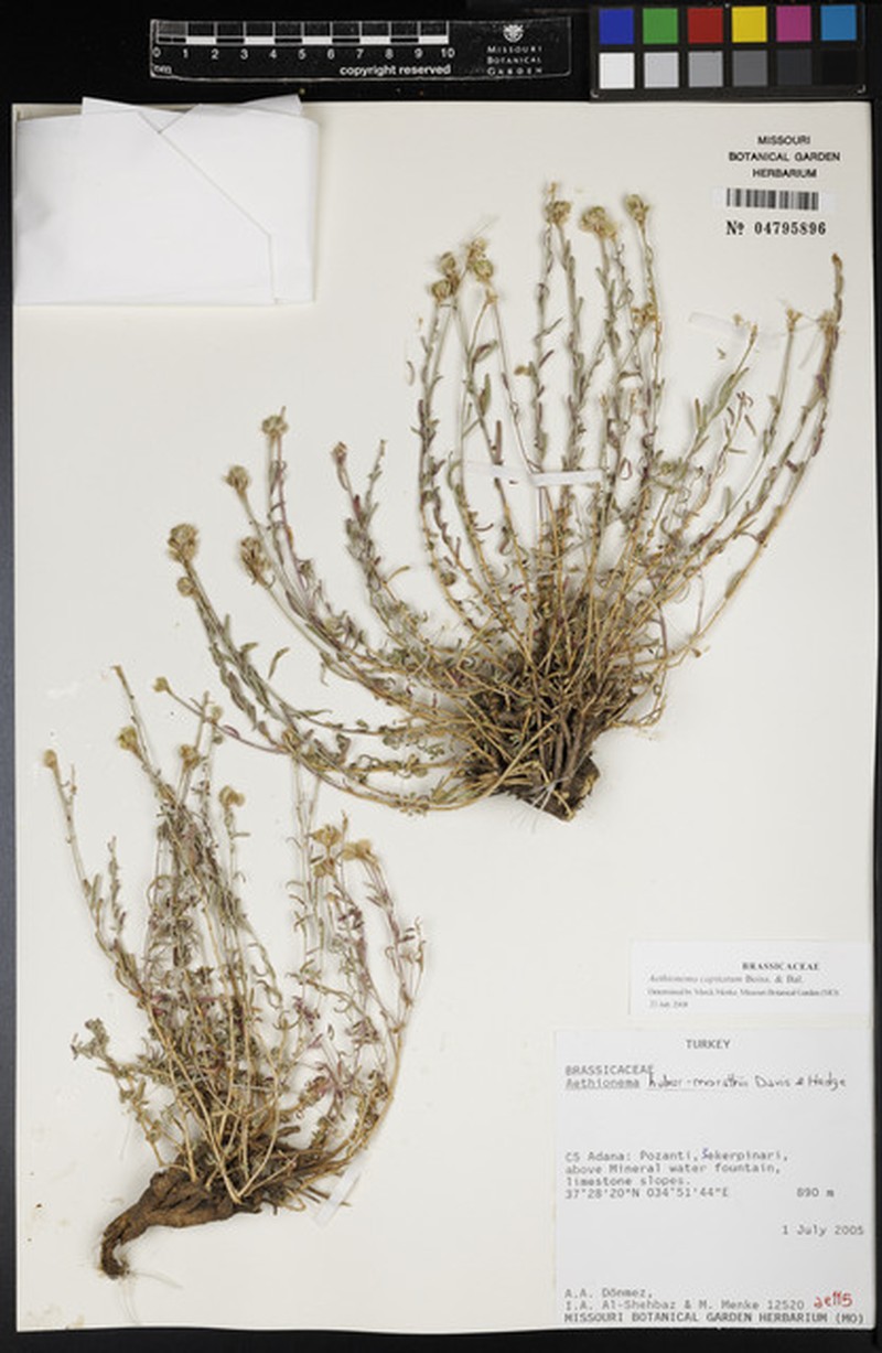 Aethionema capitatum photo 5