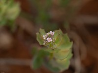 Aethionema carneum