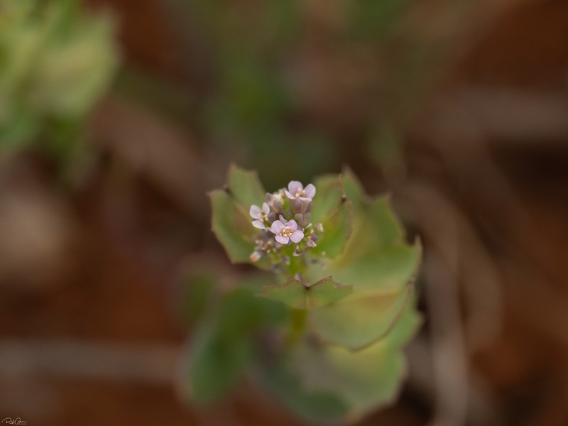 Aethionema carneum