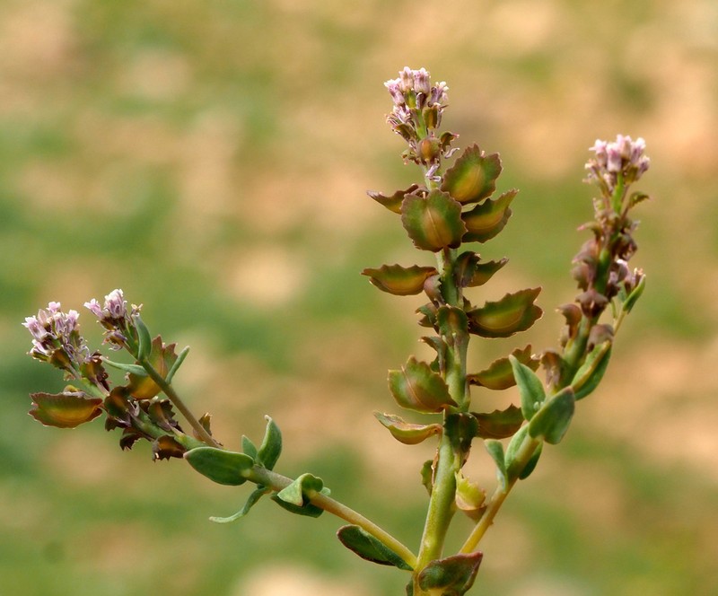 Aethionema carneum photo 2