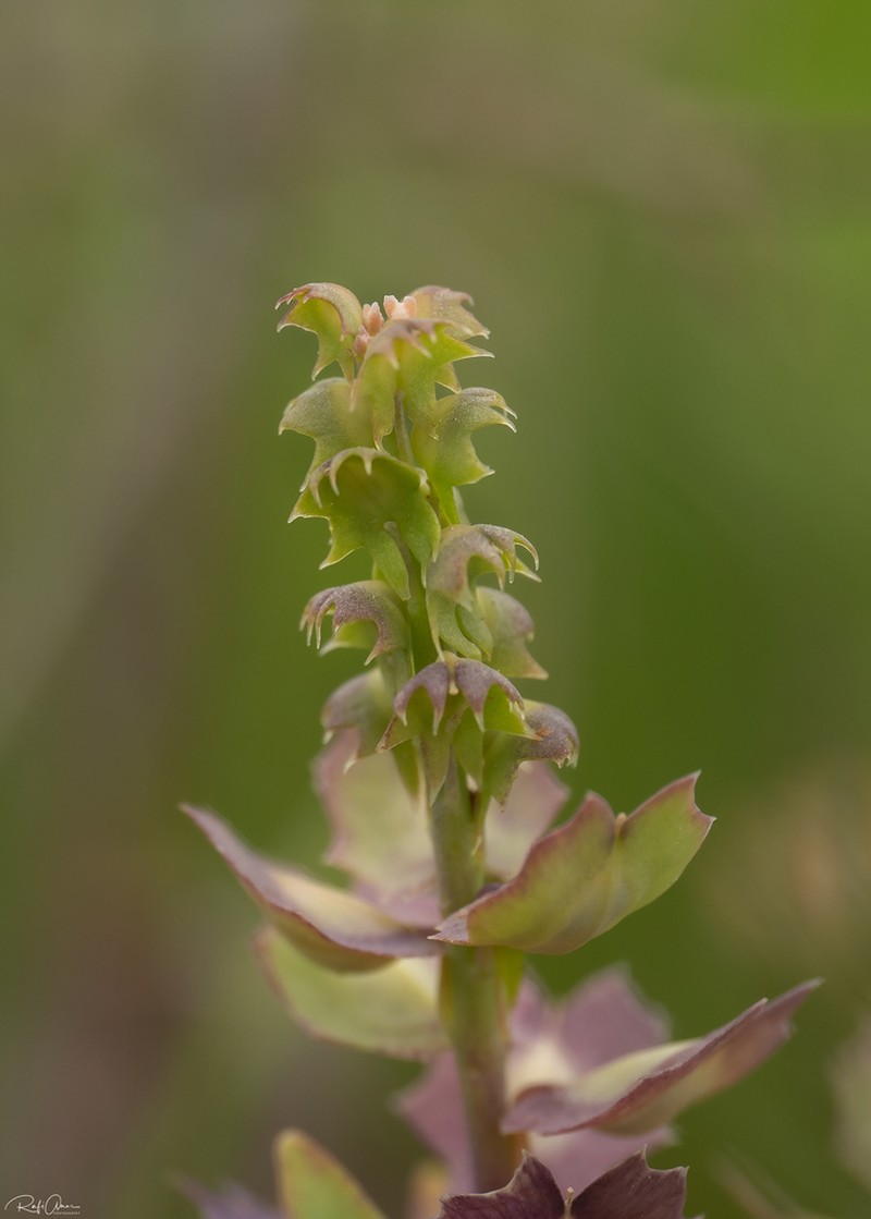 Aethionema carneum photo 3