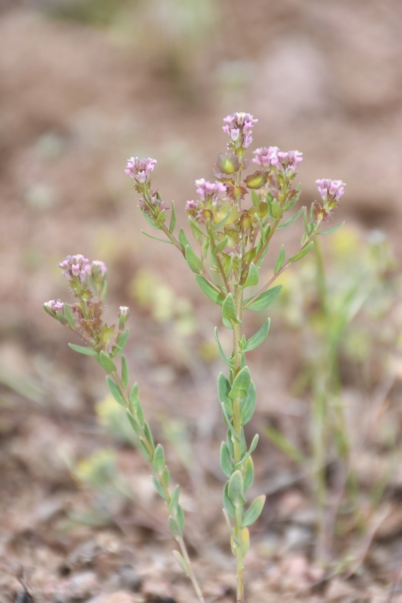 Aethionema carneum photo 4