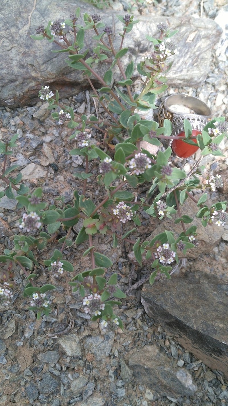 Aethionema carneum photo 5