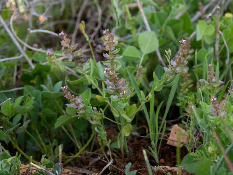 Aethionema carneum photo 6