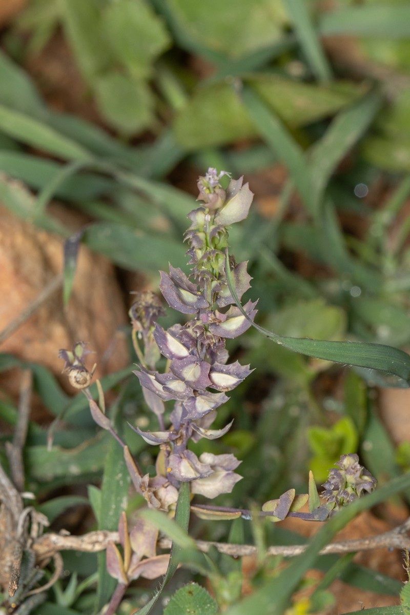 Aethionema carneum photo 7