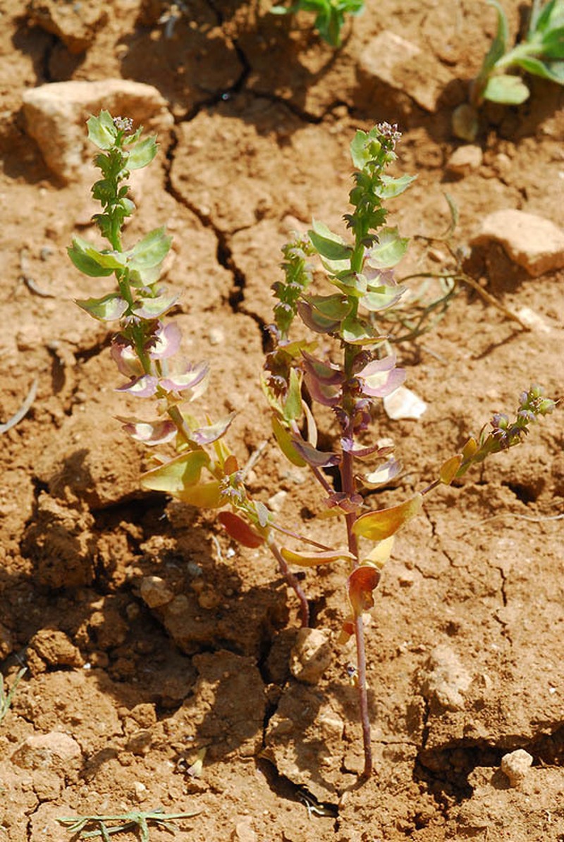 Aethionema carneum photo 8