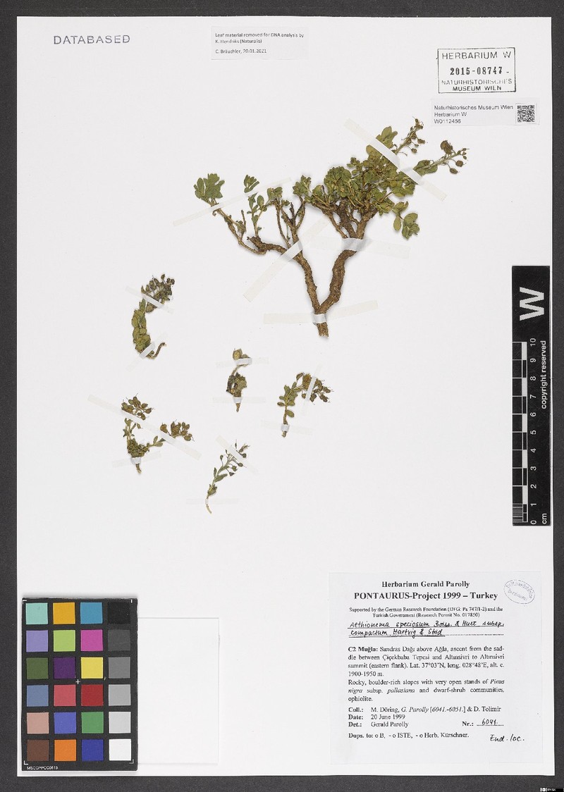 Aethionema compactum