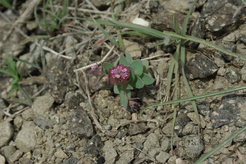 Aethionema cordatum