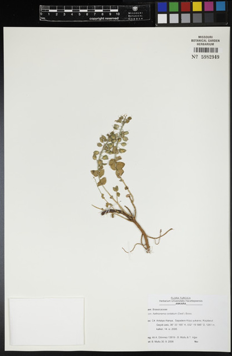 Aethionema cordatum photo 4