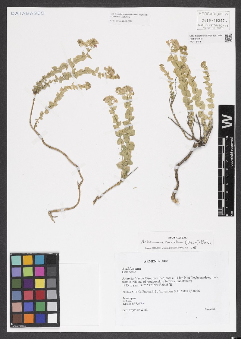 Aethionema cordatum photo 5
