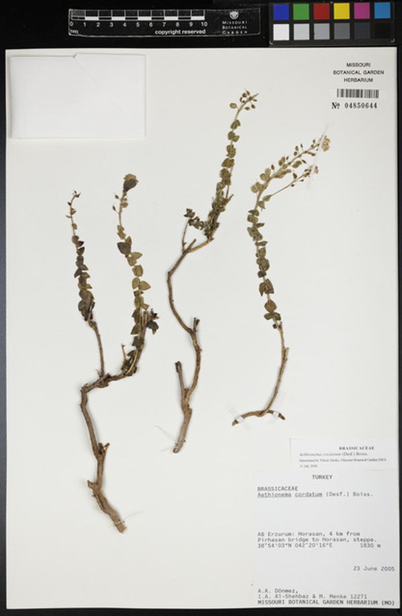 Aethionema cordatum photo 6