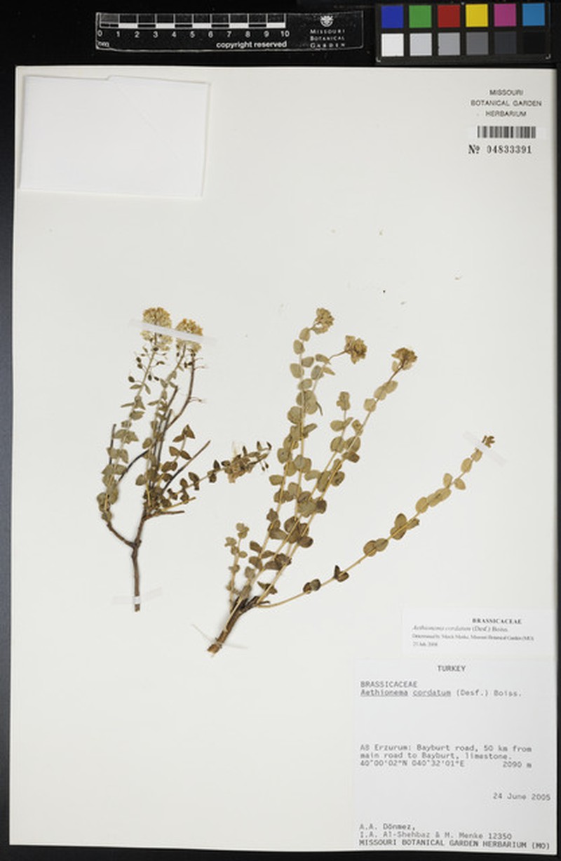 Aethionema cordatum photo 7