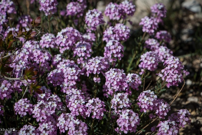 Aethionema coridifolium