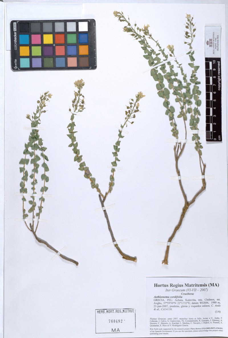 Aethionema coridifolium photo 3
