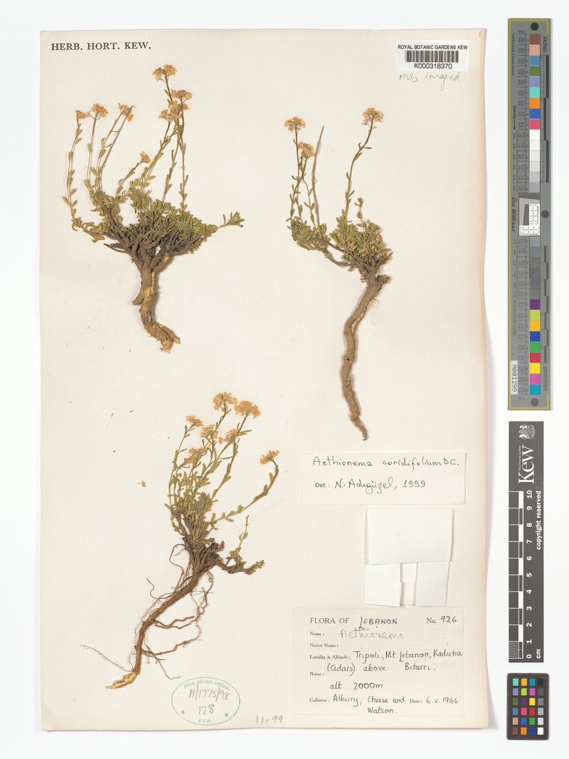 Aethionema coridifolium photo 4