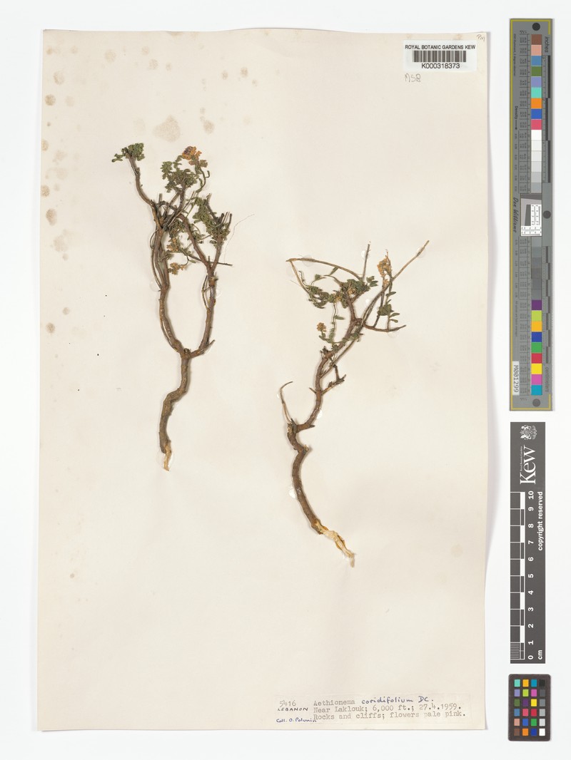 Aethionema coridifolium photo 5