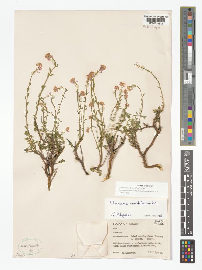 Aethionema coridifolium photo 6