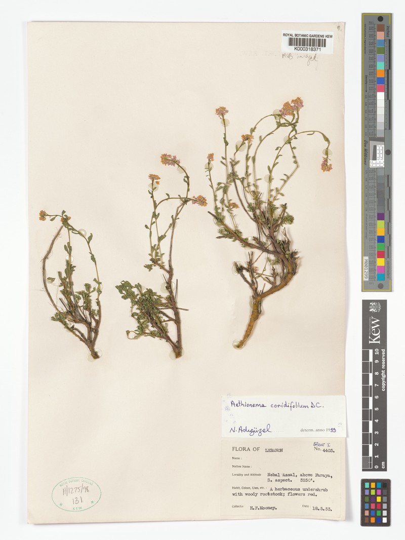 Aethionema coridifolium photo 7
