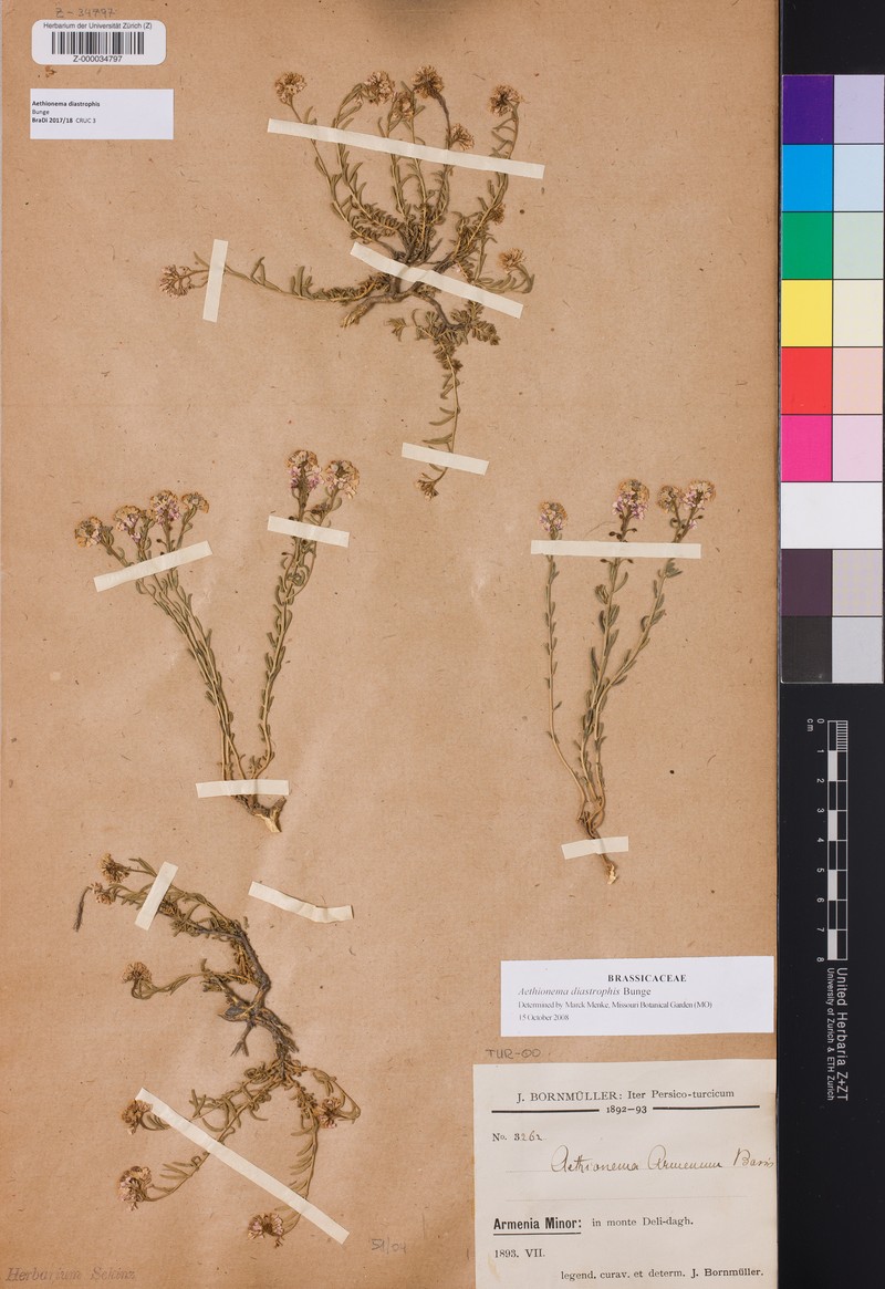Aethionema diastrophis