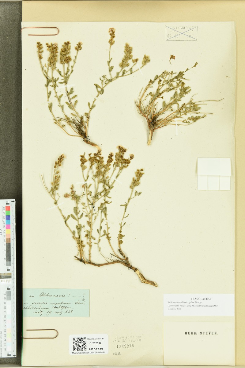 Aethionema diastrophis photo 2