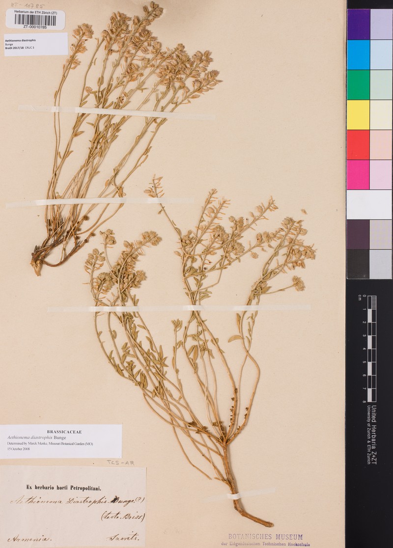 Aethionema diastrophis photo 3