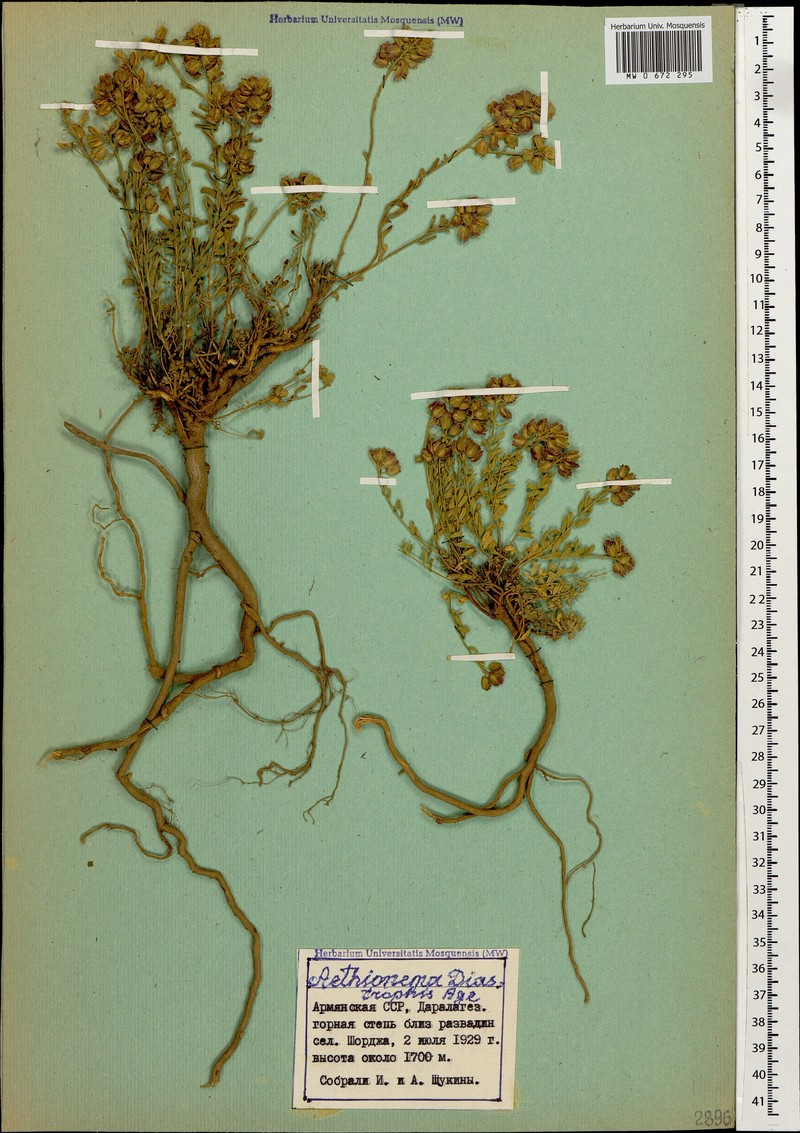 Aethionema diastrophis photo 4