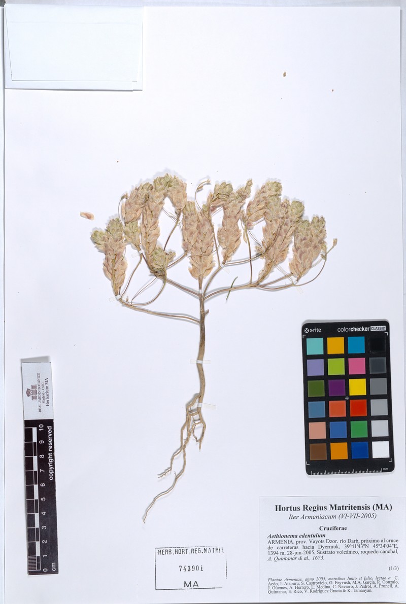 Aethionema edentulum photo 3