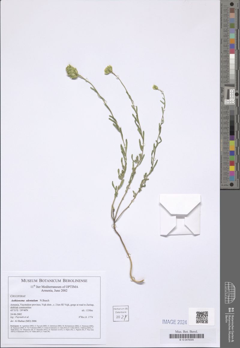 Aethionema edentulum photo 4