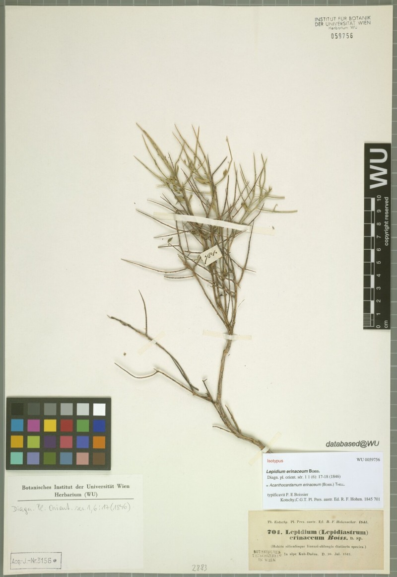 Aethionema erinaceum