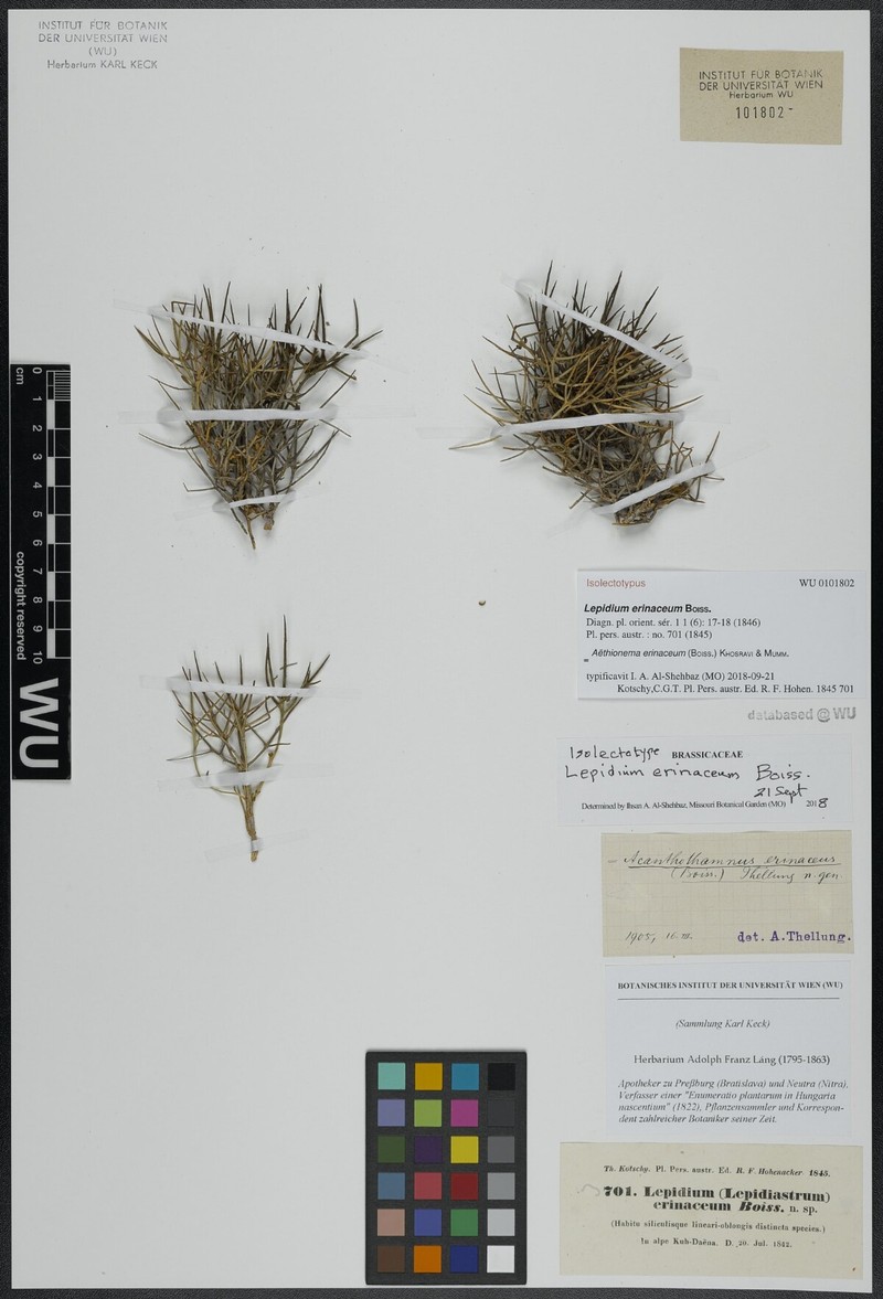 Aethionema erinaceum photo 2