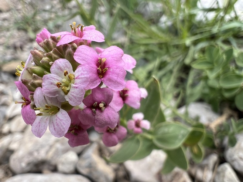 Aethionema fimbriatum