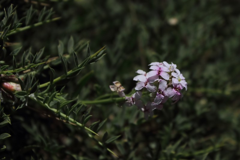 Aethionema fimbriatum photo 2